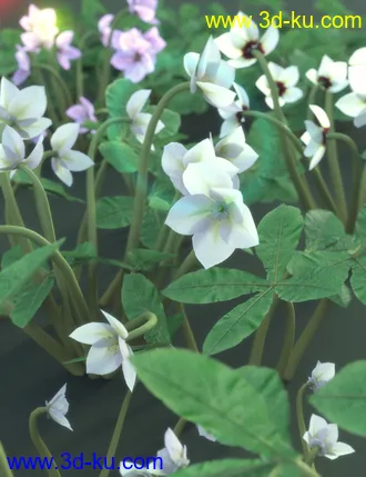 3D打印模型Garden Plants - Helleborus orientalis Christmas Rose Flowers的图片