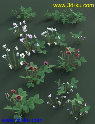 3D打印模型Garden Plants - Helleborus orientalis Christmas Rose Flowers的图片