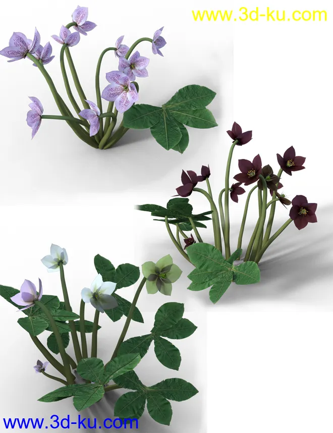 Garden Plants - Helleborus orientalis Christmas Rose Flowers模型的图片6