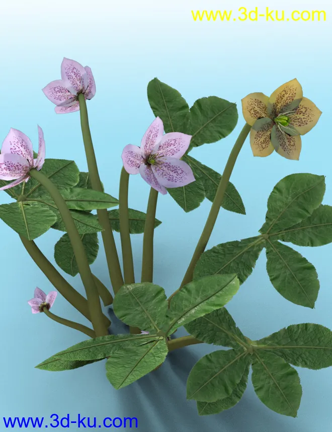 Garden Plants - Helleborus orientalis Christmas Rose Flowers模型的图片7