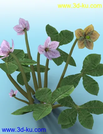 3D打印模型Garden Plants - Helleborus orientalis Christmas Rose Flowers的图片