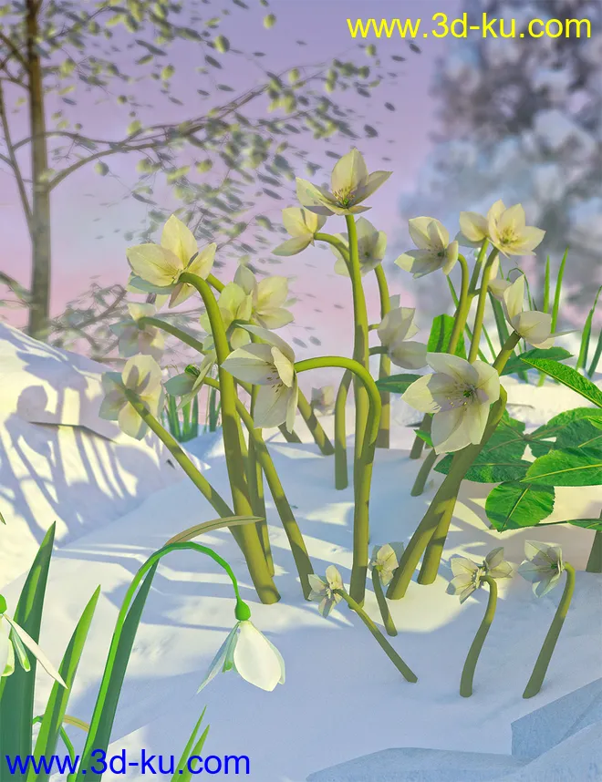 Garden Plants - Helleborus orientalis Christmas Rose Flowers模型的图片8