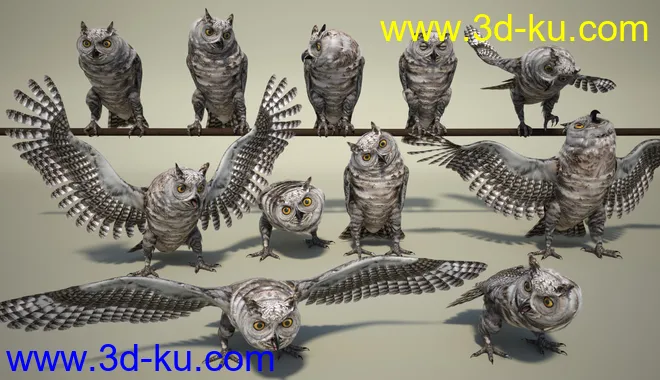 Great Horned Owl模型的图片6