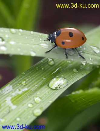 Little Friends Insect Bundle模型的图片4