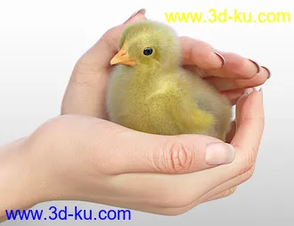 3D打印模型Pip the Chick的图片