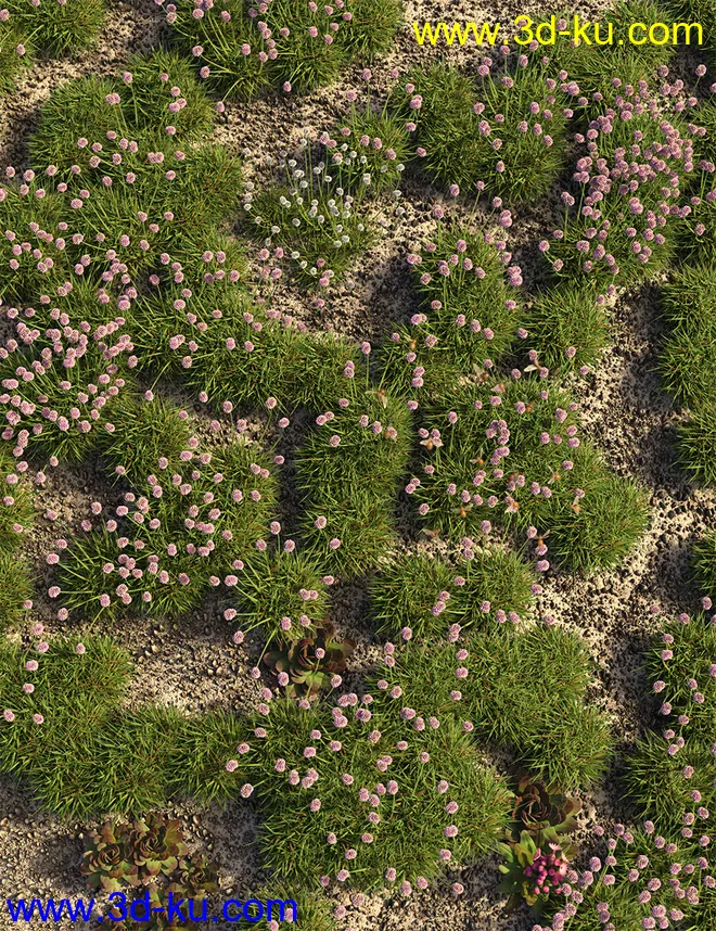 Tiny Plants - Flowering Sea Thrift模型的图片4