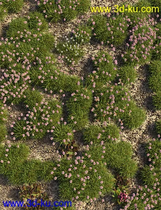 3D打印模型Tiny Plants - Flowering Sea Thrift的图片