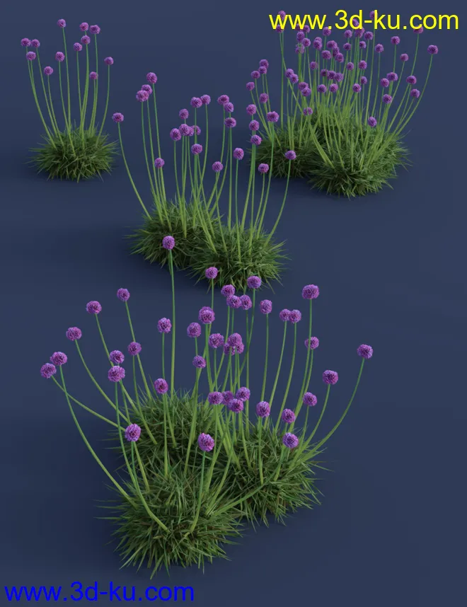 Tiny Plants - Flowering Sea Thrift模型的图片7