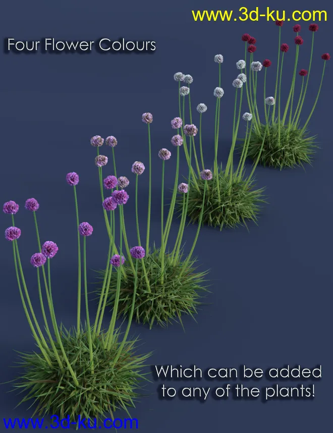 Tiny Plants - Flowering Sea Thrift模型的图片10