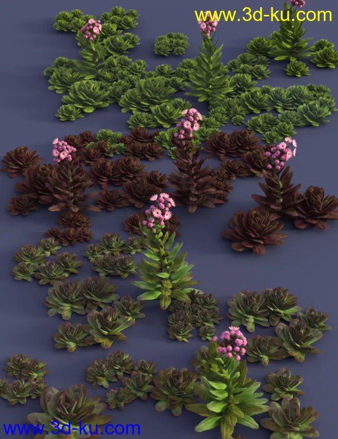 Tiny Plants - House Leeks模型的图片6