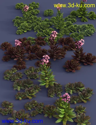 3D打印模型Tiny Plants - House Leeks的图片