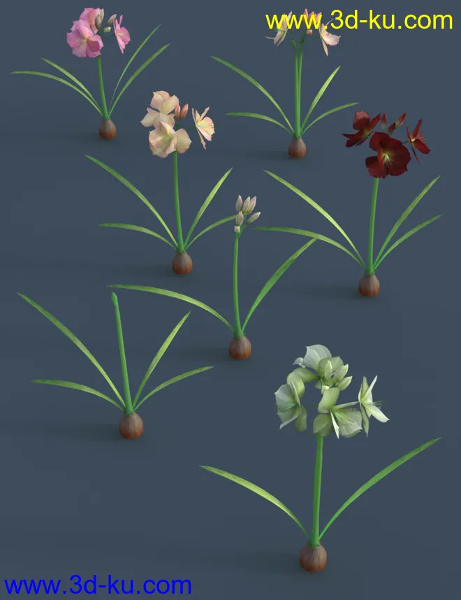 Tropical Flowers - Amaryllis模型的图片5