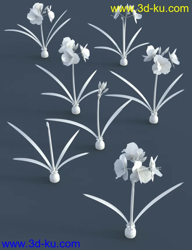 Tropical Flowers - Amaryllis模型的图片6