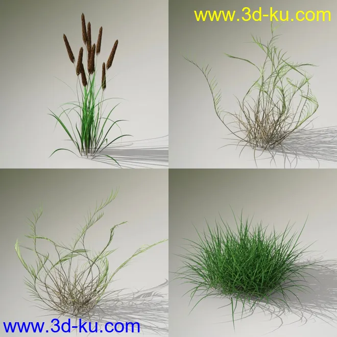 Variety of Beautiful Plants模型的图片7