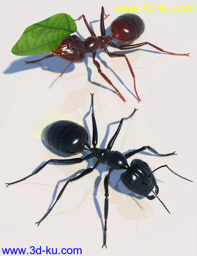 Garden Ant模型的图片1