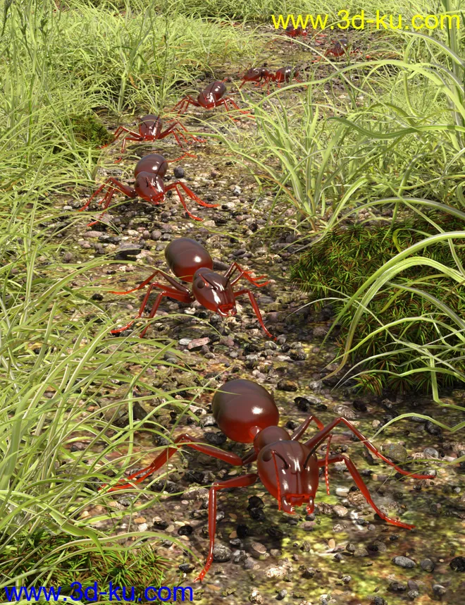 Garden Ant模型的图片4