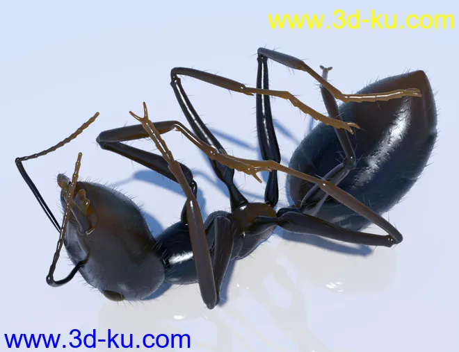 Garden Ant模型的图片5