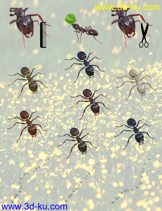 Garden Ant模型的图片6