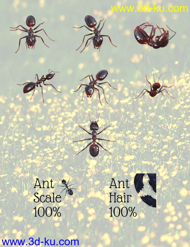 Garden Ant模型的图片7