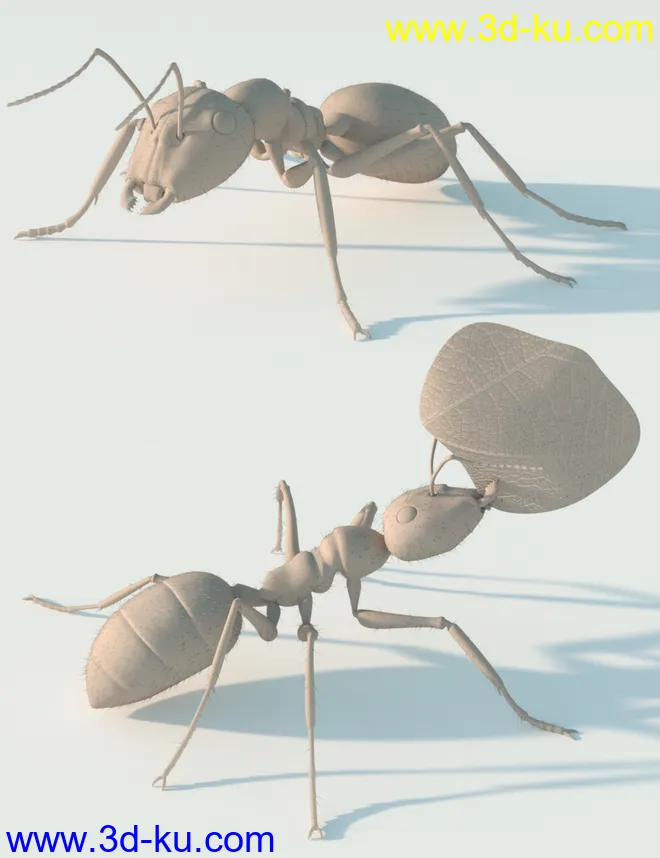Garden Ant模型的图片8