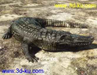 3D打印模型Iray Alligator by AM的图片