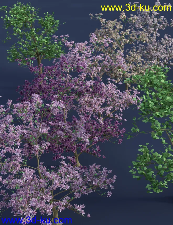 Magnificent Magnolia Trees模型的图片7