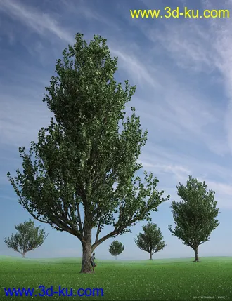 3D打印模型Maple Trees的图片