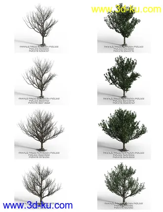 3D打印模型Maple Trees的图片