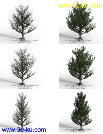 3D打印模型Maple Trees的图片