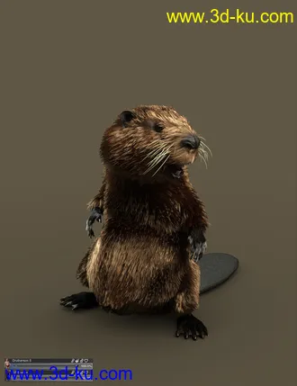 3D打印模型Storybook Beaver for Genesis 8.1 Males的图片