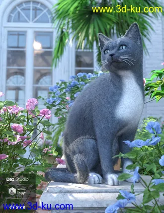 3D打印模型Daz House Cat with dForce Hair的图片