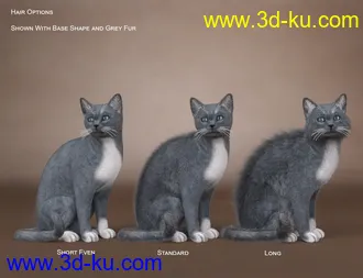 3D打印模型Daz House Cat with dForce Hair的图片