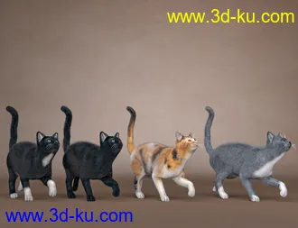 3D打印模型Daz House Cat with dForce Hair的图片