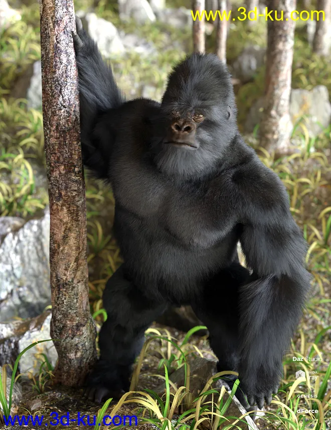 Gorilla for Genesis 8 Male模型的图片12