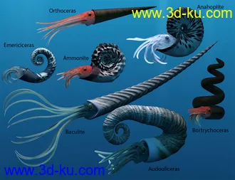 3D打印模型Oso Ammonoids的图片
