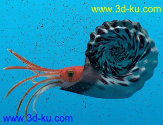 3D打印模型Oso Ammonoids的图片