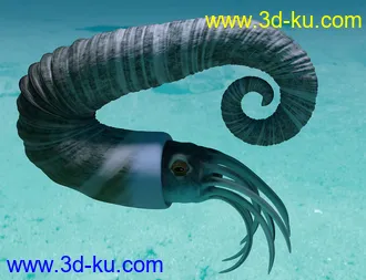 3D打印模型Oso Ammonoids的图片