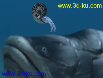3D打印模型Oso Ammonoids的图片
