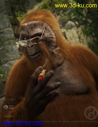 3D打印模型Ape World Orangutan with dForce Hair for Genesis 8 Male的图片