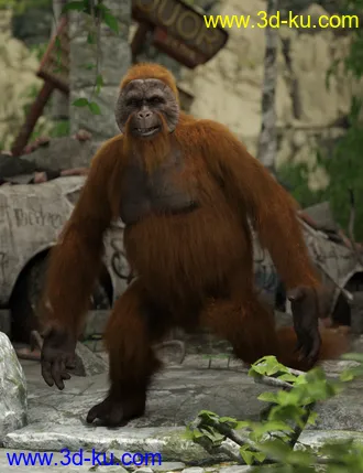 3D打印模型Ape World Orangutan with dForce Hair for Genesis 8 Male的图片
