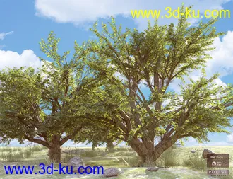 3D打印模型Beautiful Nature Trees的图片