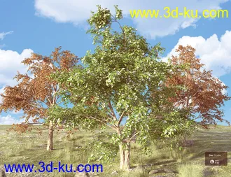 3D打印模型Beautiful Nature Trees的图片