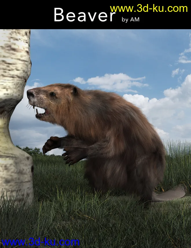 Beaver by AM模型的图片2