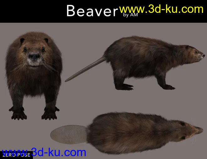 Beaver by AM模型的图片3