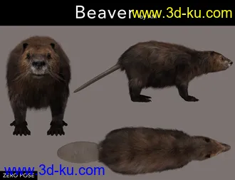 3D打印模型Beaver by AM的图片