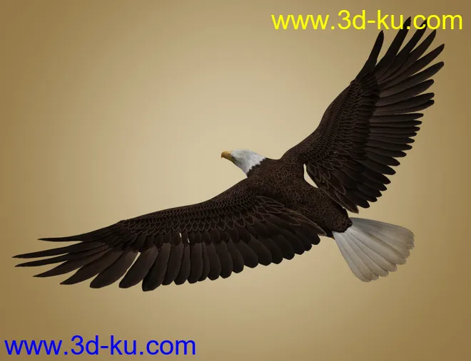 Deepsea's Eagle模型的图片4
