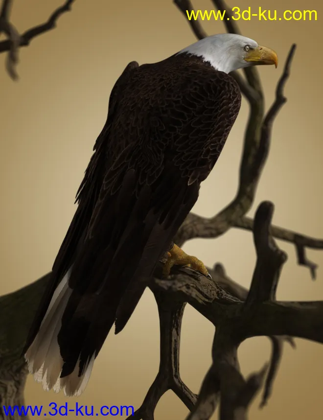 Deepsea's Eagle模型的图片7