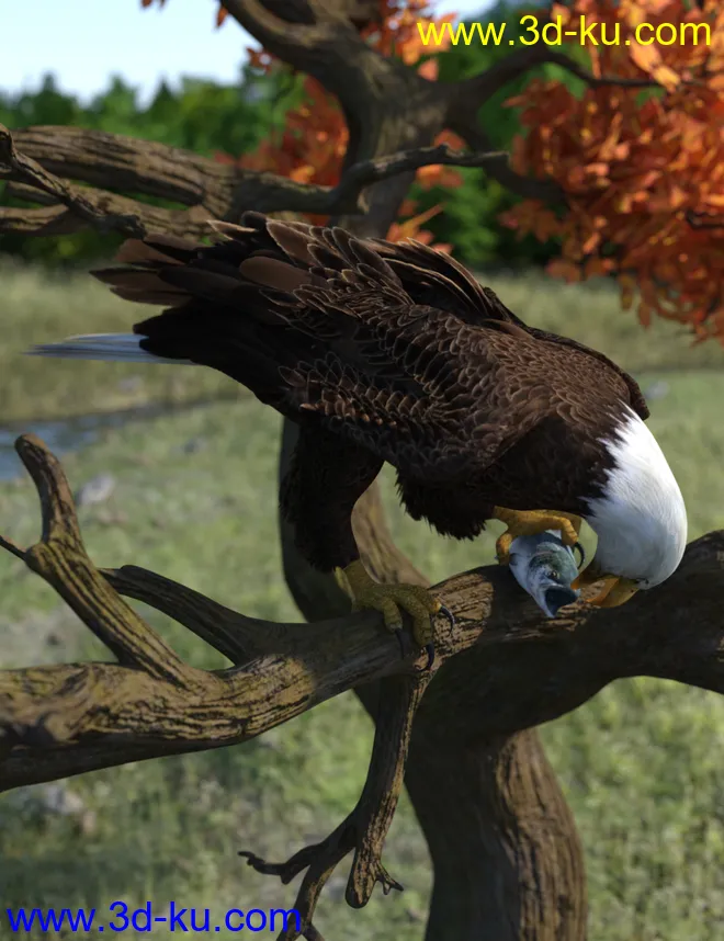 Deepsea's Eagle Poses and Fish模型的图片7