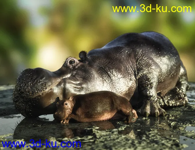Hippopotamus by AM模型的图片2