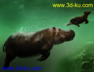 3D打印模型Hippopotamus by AM的图片